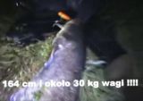 sum 30 kg